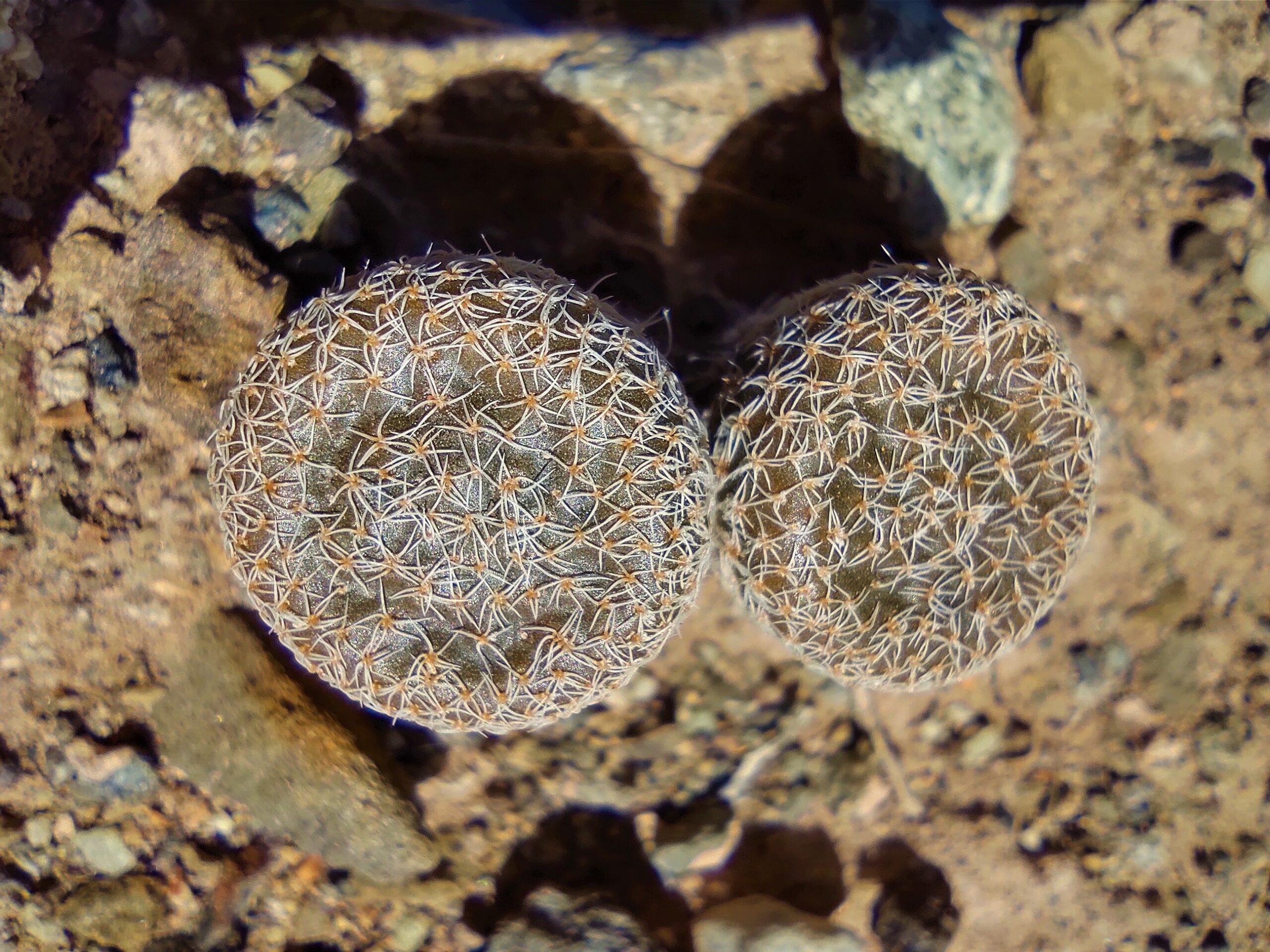 ESPECIES 10 - Puna clavarioides