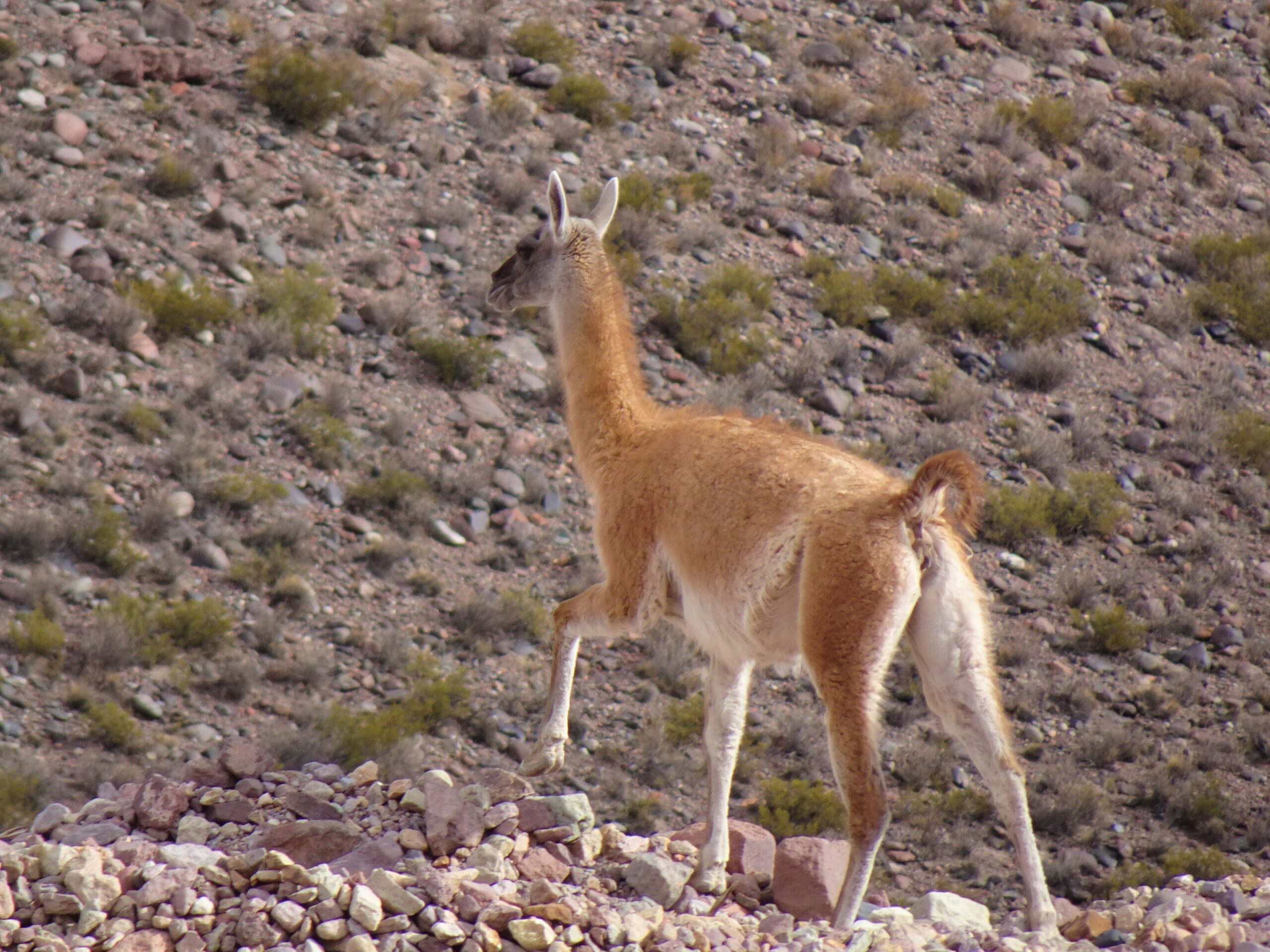 ESPECIES 16 - Guanaco
