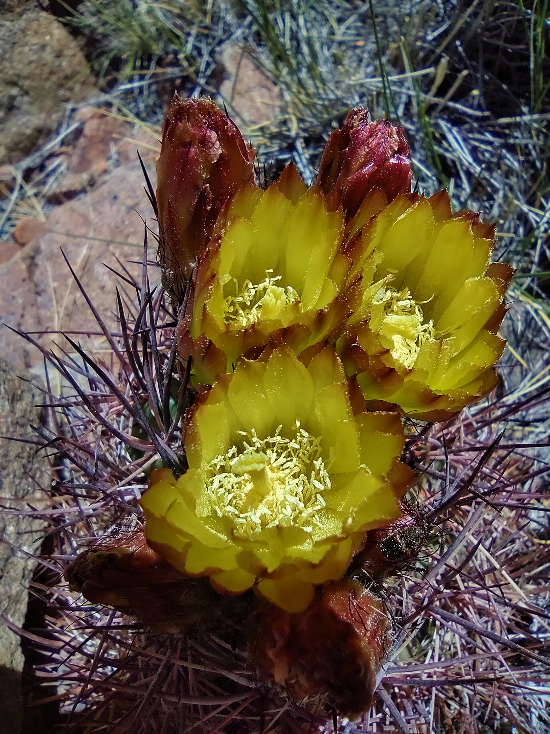 ESPECIES 26
